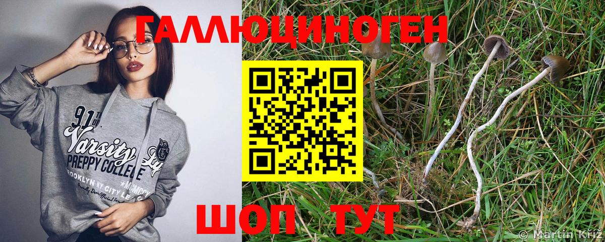 Всеволожск  Псилоцибиновые грибы мухоморы  Вход с VPN 